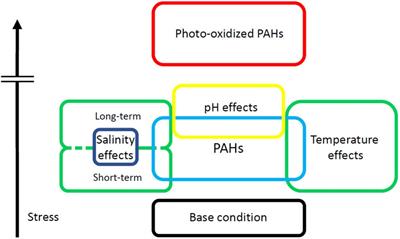 Impact of Polycyclic Aromatic Hydrocarbon Accumulation on Oyster Health